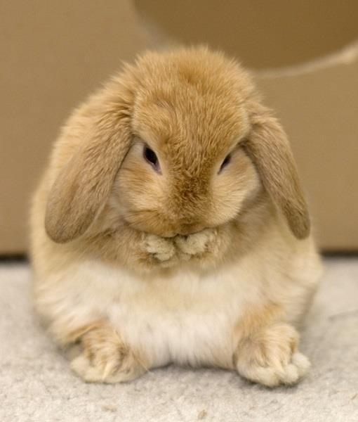 Photo source: cuteoverload.com via Abby on Pinterest