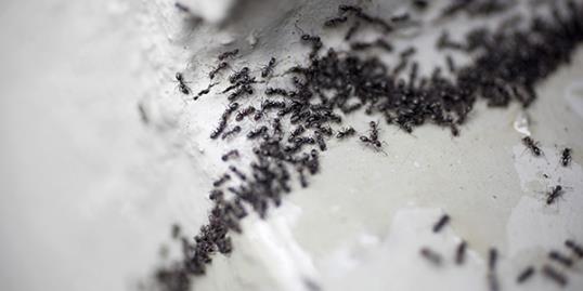 Photo: File photo of a colony of ants (© Tobias Titz/Getty Images) 