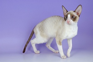 Cornish Rex — Kitty Comedian