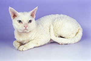 Devon Rex — Adorably Impish