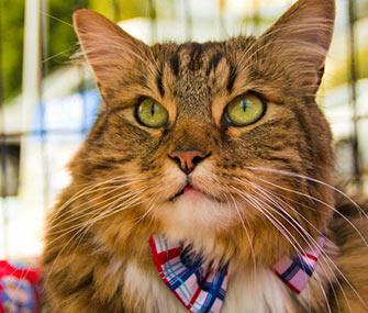 Photo: Facebook / Hank for Senate

