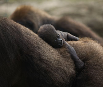 Photo: AP // A 4-day-old baby gorilla rides on mom's back at the Ramat Gan safari in Tel Aviv, Israel.