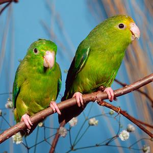 Baby Green Parrot