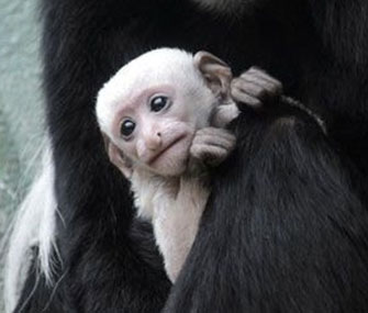 Photo: A baby Colobus monkey is on display at the St. Louis Zoo. 