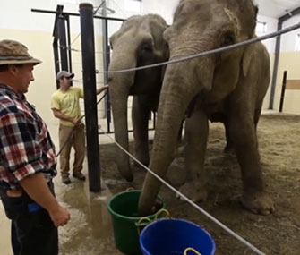Photo: AP via USA Today // Circus elephants Opal and Rosie are spending their retirement at a rehabilitation facility in Maine.