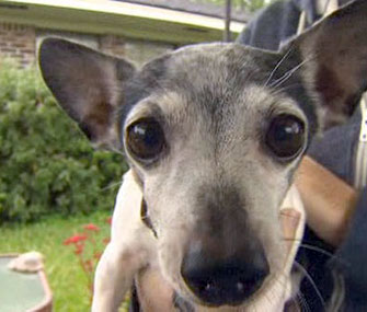 Photo: KHOU.com / Cujo was rescued from a busy highway when a police officer blocked traffic to save the tiny Rat Terrier.