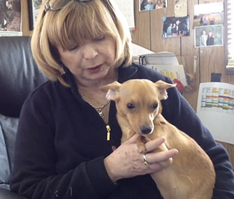 Photo: USA Today / Victory the Chihuahua will get prosthetic front legs.