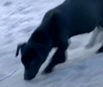 Photo: Reuters / Global Post / A stray dog in Poland is credited with saving a lost girl's life by keeping her warm overnight