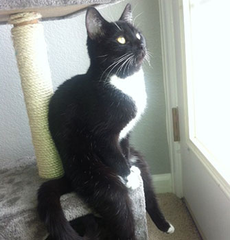 Photo: Sitting kitty / Reddit / Kagrabular