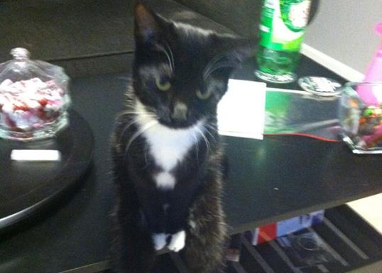 Photo: Sitting kitty / Reddit / Kagrabular