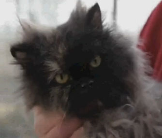 Photo: Daily Mail / Bisou stowed away in her owner's suitcase on a trip from Cairo to London.