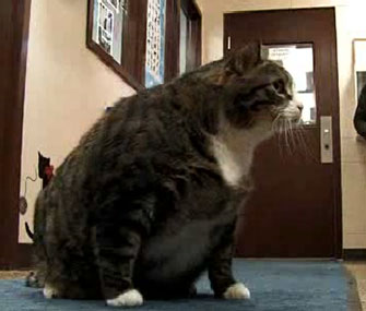 Photo: St. Louis Post-Dispatch / A Missouri shelter is hoping to find the perfect home for Biscuit.