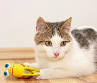 Photo: Kitten playing with a toy / Thinkstock