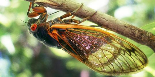 Photo: Cicada / Hyungwon Kang/Reuters 
