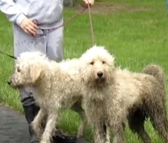 Photo: Mator helped rescuers lure his pal Tinkerbell to safety. / WIVB