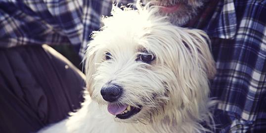 Photo: Dog and human evolution / Sally Anscombe/Getty Images