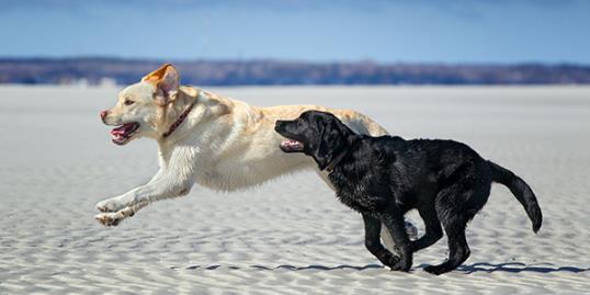 Photo: Dogs running on the beach / Betty Wiley/Getty Images 