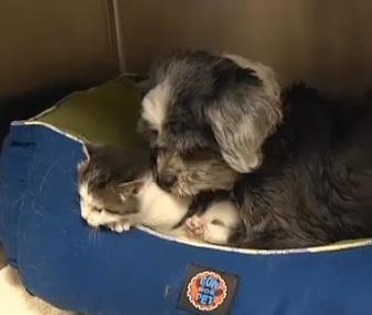 Photo: A dog in South Carolina has adopted this kitten as her own / Fox Carolina

