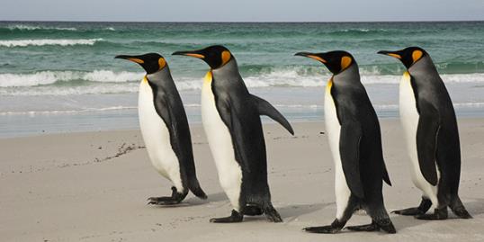 Photo: Penguins / Pete Oxford/Getty Images