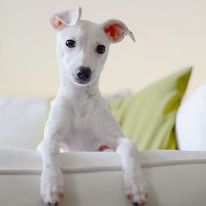 Photo: Puppy / Melissa Ross/Getty Images 
