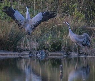 Photo: An egg belonging to a pair of common cranes is being guard around the clock in the U.K. / WWT