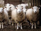 Image: Sheep (© Fancy/Veer/Corbis)