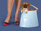 Image: Dog in purse (© Corbis)