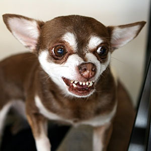 Image: Brown Chihuahua snarling with teeth showing (© Michelle Kelley Photography/Flickr RF/Getty Images)