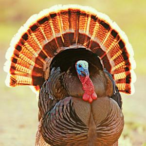 Credit: © Gary Vestal /Photographer's Choice /Getty Images
Caption: Turkey
