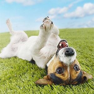 Image: Dog (© moodboard/Corbis)