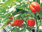 Image: Peppers (Â© imageDJ/Jupiterimages)