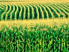 Image: Corn field (© Bob Rashid/Brand X/Corbis)