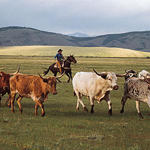 Cows Feed