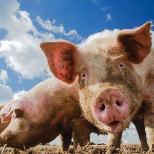 Credit: photontrappist/Flickr/Getty Images
Caption: File photos of pigs in the UK