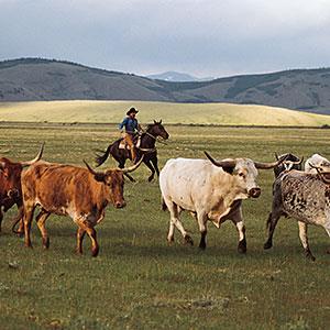 Cowboy herding longhorn cattle near Fairplay, Colo. copyright Comstock, Getty Images