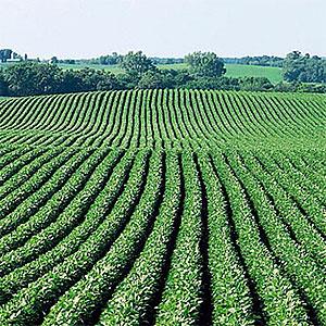  Soybean field copyright Corbis, SuperStock