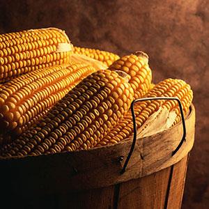 Image: Corn (© Photodisc/SuperStock)