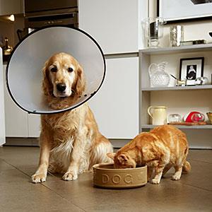 Golden retriever dog with medical collar sitting next to ginger tabby cat eating out of dog