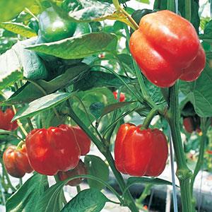  Peppers copyright imageDJ, Jupiterimages