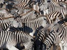 Image: Zebras (© Theo Allofs/Corbis)