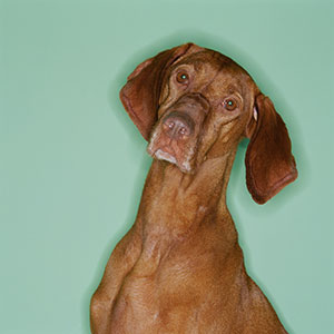 Logo: Dog (Alley Cat Productions/Brand X/Corbis)
