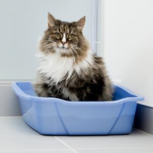 Cat in a litter box (© Vstock LLC/Getty Images)