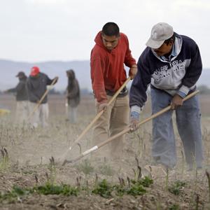 Undocumented workers till an asparagus field near Toppenish, Wash., on the Yakama Indian Reservation (© Elaine Thompson/AP Photo)