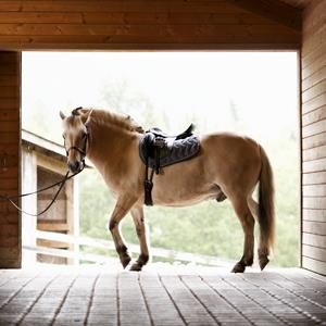 Horse standing in stable doorway (© Thomas Northcut/Riser/Getty Images)