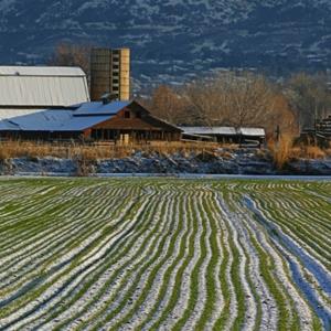 Credit: © Kirk Strickland/E+/Getty Images
Caption: Winter Wheat with Barn