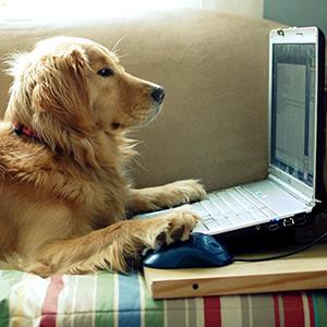 Dog using computer (copyright Elizabeth Aldridge/Flickr/Getty Images)