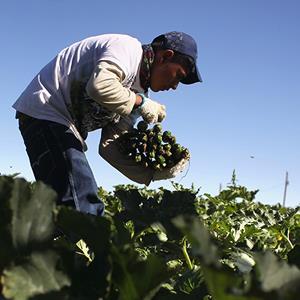 Credit: © John Moore/Getty Images
Caption: A migrant farm worker from Mexico harvests organic zucchini while working at the Grant Family Farms on September 3, 2010 in Wellington, Colorado. The farm, the largest organic vegetable farm outside of California, hires some 250 immigrant workers during the peak harvest season. Owner Andy Grant lamented that the issue of illegal immigration has become politicized nationally. 'They feed America,' he said. 'They should not be victimized.' Grant said his workers start at $7.25, which is the minimum wage in Colorado