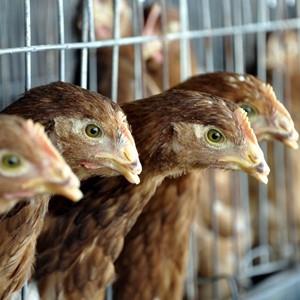 Chickens are seen at a poultry farm in Liaocheng, China (© ChinaFotoPress/ChinaFotoPress via Getty Images)