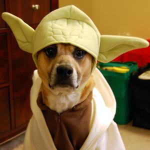Credit: Colure, Flickr
Caption: Dog in costume