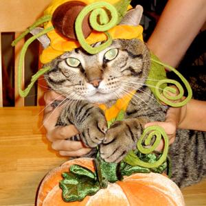 Credit: Black.Dots., Flickr
Caption: Cat in Costume